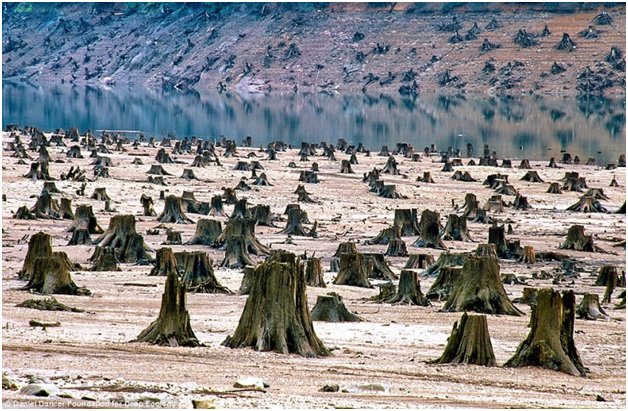 Вырубание лесов и потребление исчерпаемых ресурсов